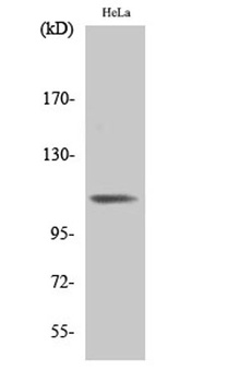 Integrin beta3 (phospho-Tyr785) antibody