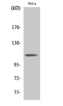 Integrin β3 (phospho Tyr785) rabbit pAb