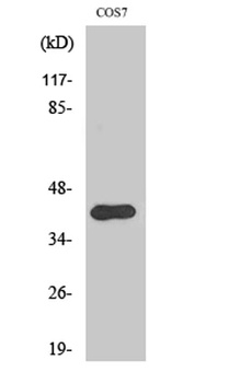 Crk II (phospho-Tyr221) antibody