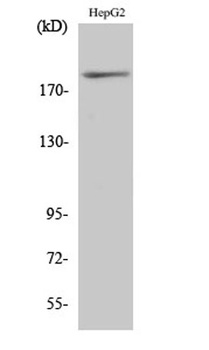 IRS-1 (phospho Ser312) rabbit pAb