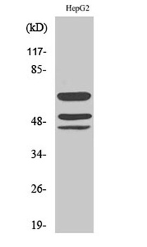 Shc (phospho Tyr427) rabbit pAb