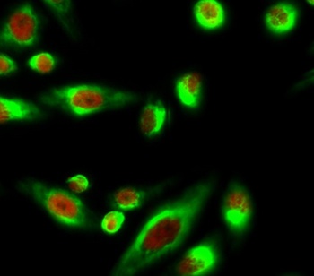 Smad3 (phospho Ser425) rabbit pAb