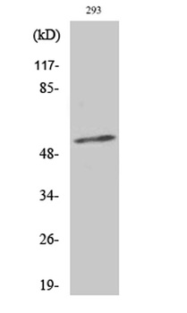 Synaptotagmin 1/2 (phospho Thr202/199) rabbit pAb