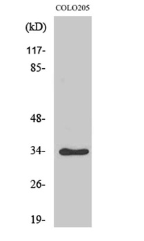 Cdk2/Cdc2 (phospho-Thr160) antibody