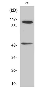 NF kappa B-p105/p50 (phospho-Ser337) antibody