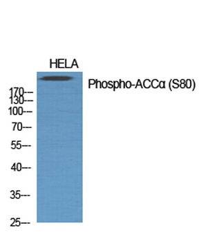 ACCalpha (phospho-Ser80) antibody