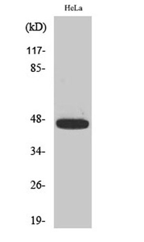Caspase-9 (phospho-Thr125) antibody
