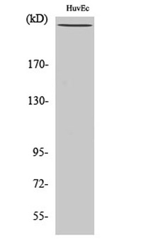 Filamin 1 (phospho-Ser2152) antibody