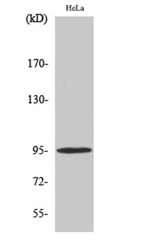GR (phospho-Ser211) antibody