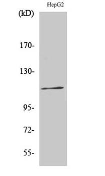 Ksr-1 (phospho Ser392) rabbit pAb