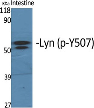Lyn (phospho Tyr508) rabbit pAb