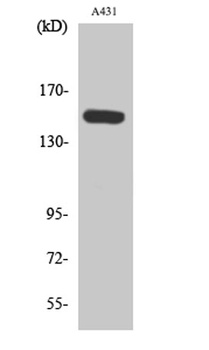 PLC β3 (phospho Ser1105) rabbit pAb