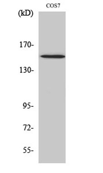PLC gamma1 (phospho-Tyr771) antibody
