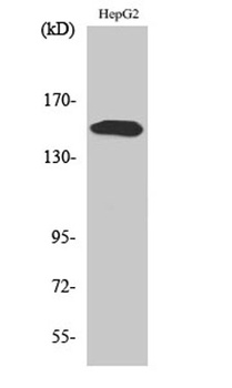 PLC γ2 (phospho Tyr753) rabbit pAb