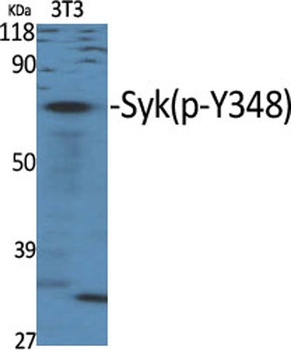 Syk (phospho Tyr348) rabbit pAb