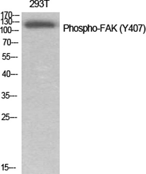 FAK (phospho Tyr407) rabbit pAb