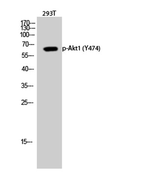 Akt1 (phospho Tyr474) rabbit pAb