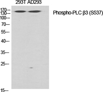 PLC beta3 (phospho-Ser537) antibody