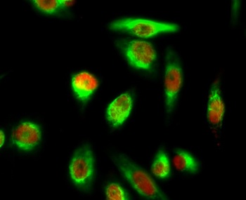 YAP (phospho-Ser127) antibody