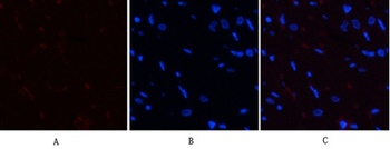 YAP (phospho Ser127) rabbit pAb Antibody