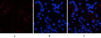 p38 (phospho Tyr323) rabbit pAb