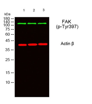 FAK (phospho Tyr397) rabbit pAb