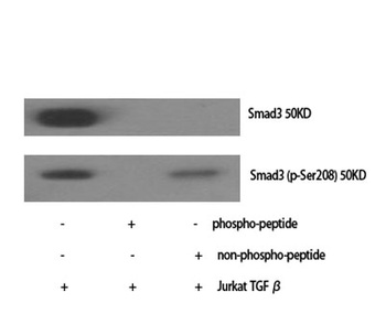 Smad3 (phospho Ser208) rabbit pAb