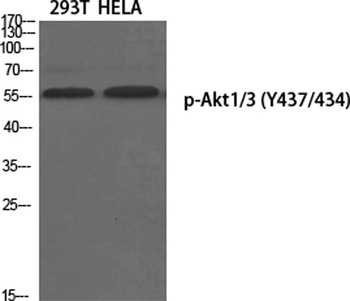 Akt1/3 (phospho-Tyr437/434) antibody