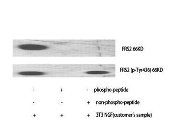 FRS2 (phospho-Tyr436) antibody