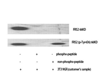 FRS2 (phospho Tyr436) rabbit pAb
