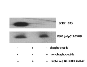 DDR1 (phospho-Tyr513) antibody