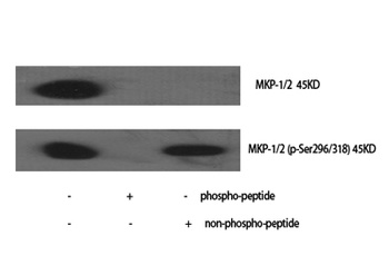 MKP-1/2 (phospho-Ser296/318) antibody