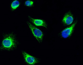 Cortactin (phospho Tyr466) rabbit pAb
