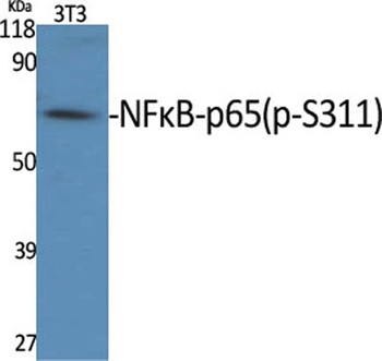 NF kappa B-p65 (phospho-Ser311) antibody