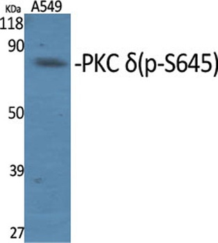 PKC delta (phospho-Ser645) antibody