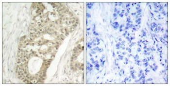 PKC δ (phospho Ser645) rabbit pAb Antibody