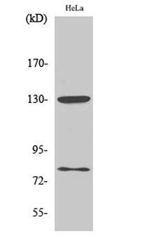 Adducin alpha/beta (phospho-Ser726/713) antibody