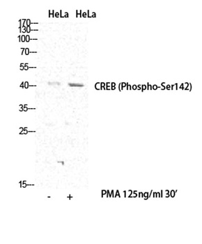 CREB-1 (phospho-Ser142) antibody