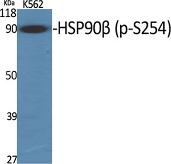 HSP90β (phospho Ser254) rabbit pAb