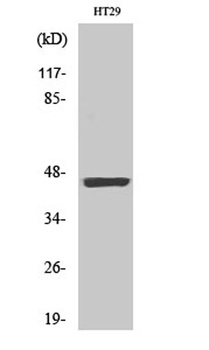 Cytokeratin 18 (phospho-Ser33) antibody