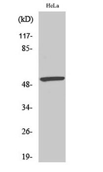 MEF-2 (phospho-Ser408) antibody