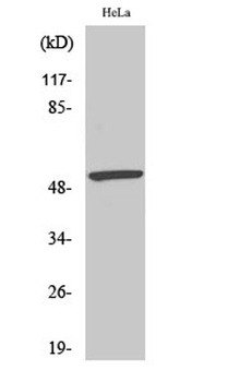 MEF-2 (phospho Ser408) rabbit pAb