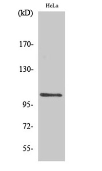 NF kappa B-p105 (phospho-Ser927) antibody