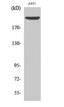 Separase (phospho-Ser801) antibody