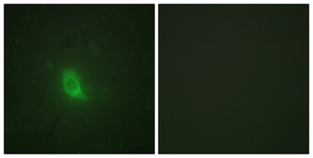Separase (phospho Ser801) rabbit pAb Antibody