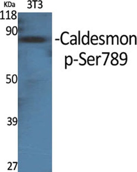 Caldesmon (phospho-Ser789) antibody
