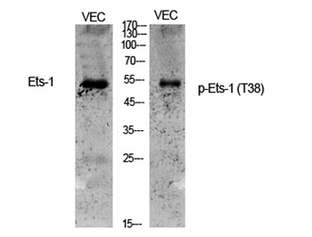 Ets-1 (phospho Thr38) rabbit pAb