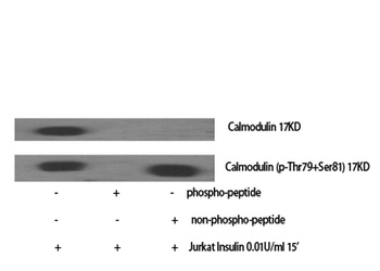 Calmodulin (phospho-Thr80/S82) antibody