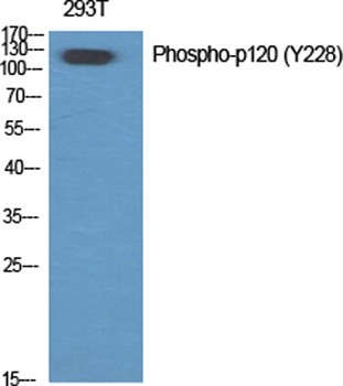 p120 (phospho-Tyr228) antibody