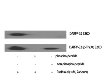 DARPP-32 (phospho-Thr34) antibody